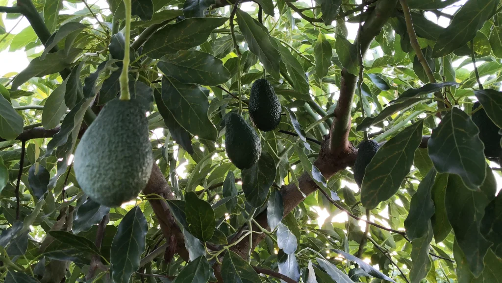 Ventajas de Comprar Aguacates Ecológicos Directamente al Agricultor