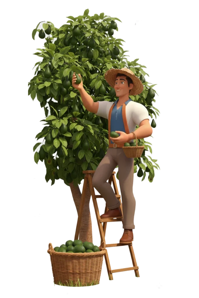 Agricultor subido a una escalera recogiendo aguacates del árbol, con una cesta llena de fruta al pie