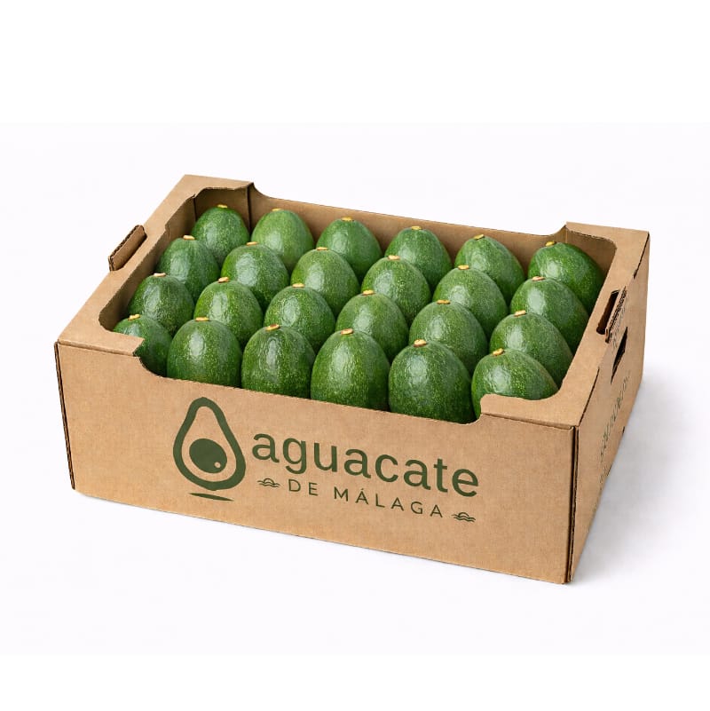 Aguacate Bacon Ecológico