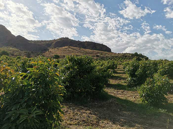 Por qué decidí vender fruta online y no solo cultivarla