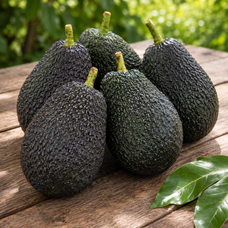 Aguacate Lamb Hass Ecológico